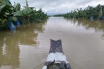 1.500ha trái cây của bầu Đức tại Lào bị ngập lụt