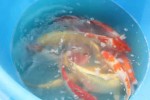 Chuyên gia Nhật Bản thả 100 con cá Koi xuống sông Tô Lịch và Hồ Tây