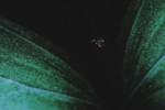 Galaxy Fold của phóng viên TechCrunch bị lỗi màn hình chỉ sau một ngày sử dụng