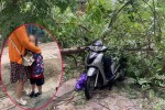 Bé gái sợ hãi, khóc không thành tiếng khi bị cây đổ trúng trên đường tới lớp