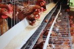 Gà ngoại “đá bật” gà nội?