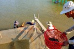 Về miền Tây quăng chài bắt tôm, bắt cá: Nhìn thôi đã mê cuộc sống dân dã