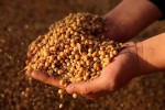 Muốn Trung Quốc mua 50 tỷ USD nông sản, Mỹ phải dỡ bỏ hàng rào thuế quan