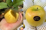 Táo vàng Trung Quốc gắn "mác" Mỹ, Nhật