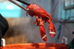 Vì sao tôm hùm đắt đỏ bậc nhất?