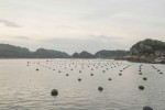 Nghề nuôi trai lấy ngọc siêu tỉ mỉ ở Nhật Bản