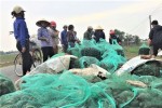 Dân Hà Tĩnh đổ xô ra đồng bắt ốc bươu vàng hại lúa