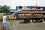 Lợn nhập lậu tràn qua biên giới, QLTT ra công văn khẩn