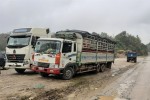 Giá lợn Trung Quốc tăng cao, dân buôn gom hàng xuất lậu qua biên giới