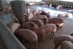 Giá heo hơi ngày 2.12: Miền Bắc bất ngờ tăng 1.000 - 2.000 đồng/kg