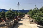 Cây mai 900 triệu đồng của ông chủ ở Sài Gòn