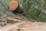 Bắt 7 nghi can phá rừng đặc dụng Nam Kar