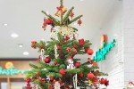 Thông thật giá tiền triệu đắt khách mùa Noel