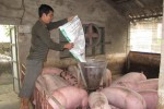 Giá thịt heo cao chót vót: Găm hàng, đẩy giá, Bộ NN&PTNT "đá bóng" trách nhiệm?