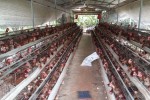 Giá thịt heo cao ngất, vì sao "thủ phủ heo" Đồng Nai vẫn chưa dám tái đàn?