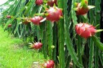 Giáp Tết, thanh long tăng giá cao