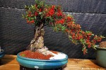 Chục triệu đồng một cây táo gai ký đá