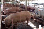 Người dân nuôi heo thu lãi "khủng" nhờ giá tăng cao