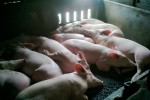 Giá heo hơi Miền Nam tăng mạnh, miền Bắc dừng đỉnh 100.000 đồng/kg