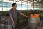 Giá thịt lợn "vỡ trận": "Trị" găm hàng khiến giá thịt lợn tăng cao