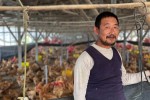 Nông dân Trung Quốc cay đắng khi bỏ lợn nuôi gà