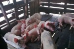 Giá heo hơi ngày 30.12: Miền Bắc giảm sốc 7.000 đồng/kg