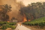 Người Australia chạy đua giải cứu động vật từ "biển lửa"