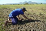 Ruộng lúa nứt nẻ do khô hạn