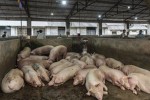 Trung Quốc báo tin "đại hỷ", khủng hoảng thịt lợn vẫn nghiêm trọng: Cả thế giới không giúp nổi