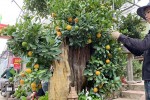 Quất hàng chục triệu vẫn đắt hàng dịp Tết