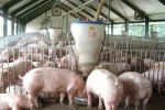 Thịt lợn Mỹ, Pháp nhập về Việt Nam giá 26.000 đồng/kg