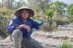 Người dân thu hoạch củ kiệu