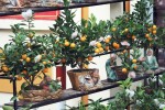 Bưởi, quất hình thỏi vàng giá nửa triệu đồng