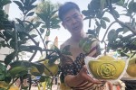 Độc, lạ bưởi Diễn "thỏi vàng"