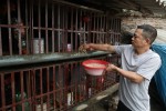 Gà "tiến vua" giá hơn 3 triệu đồng