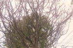 Cây mai vàng giá 2,4 tỷ đồng
