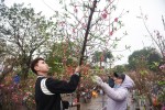 Lan hồ điệp 346 cây, giá 106 triệu cho Tết Canh Tý