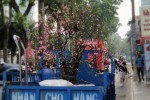 Chở hoa Tết về giữa phố