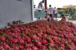 Đề nghị "giải cứu" nông sản bị "vạ lây" từ dịch cúm Corona