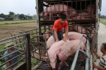 Giá heo hơi cả nước đồng loạt giảm