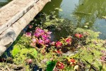 Dịch corona: Doanh nghiệp Việt chấp nhận thua lỗ để giải cứu nông sản