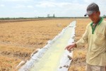 Đồng bằng sông Cửu Long: Lo nước ngọt cho vùng hạn mặn