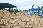 Xuất khẩu sắn sang Trung Quốc: Khó chồng khó