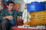 Nông dân ngừng cho thanh long ra trái