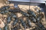 Hết dưa hấu, thanh long, đến lượt tôm hùm được "giải cứu"