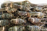 Rộ “giải cứu tôm hùm” vì virus corona