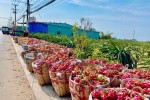 Giải cứu nông sản: "Chỉ nên là giải pháp ngắn hạn"