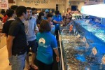 Tranh nhau giải cứu tôm hùm