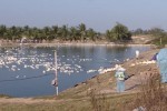 Phát hiện ổ dịch cúm A/H5N6 ở Hải Phòng