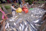 Mỹ, Trung Quốc tăng mua cá tra Việt Nam